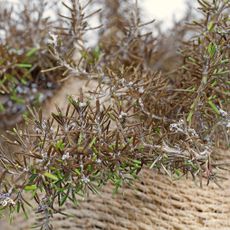 rosemary plant with brown tips and stems
