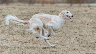 Borzoi dog sprinting