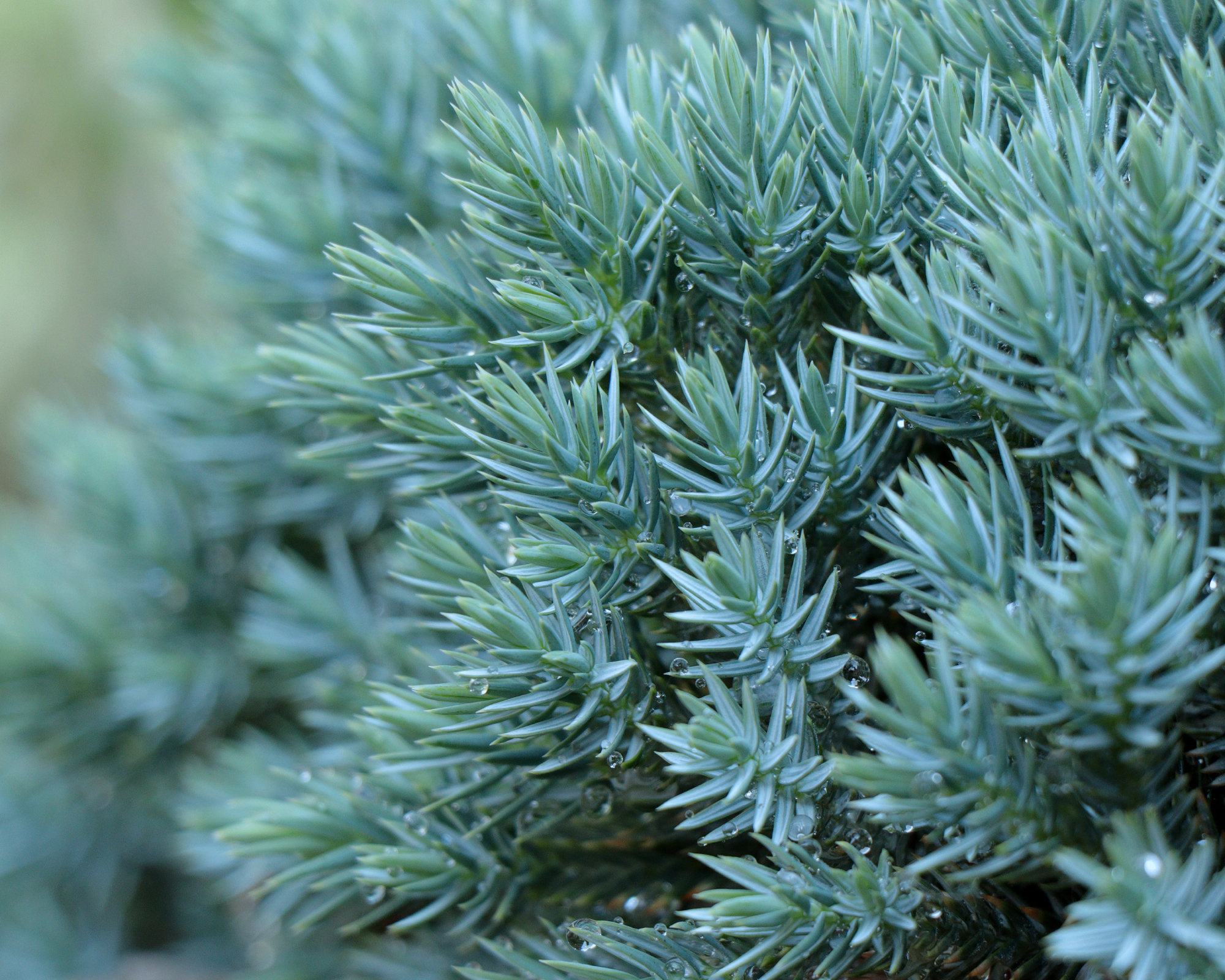 Branches Blue Star Juniper