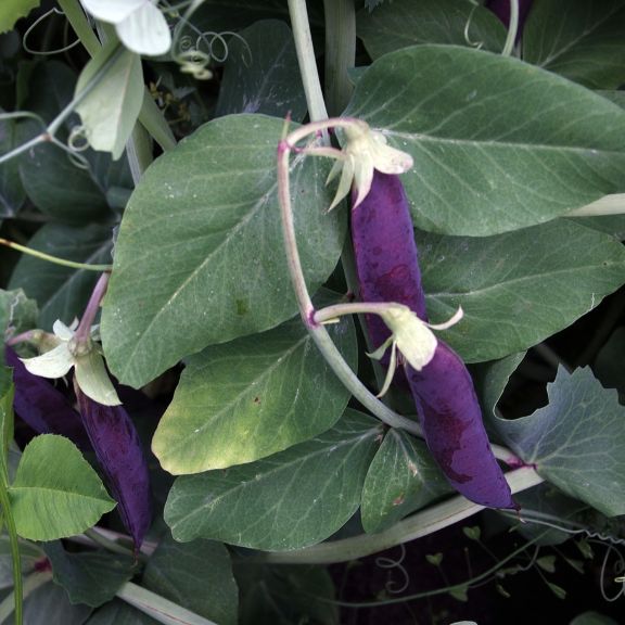 History Of Blue Podded Blauwschokkers Garden Peas | Gardening Know How