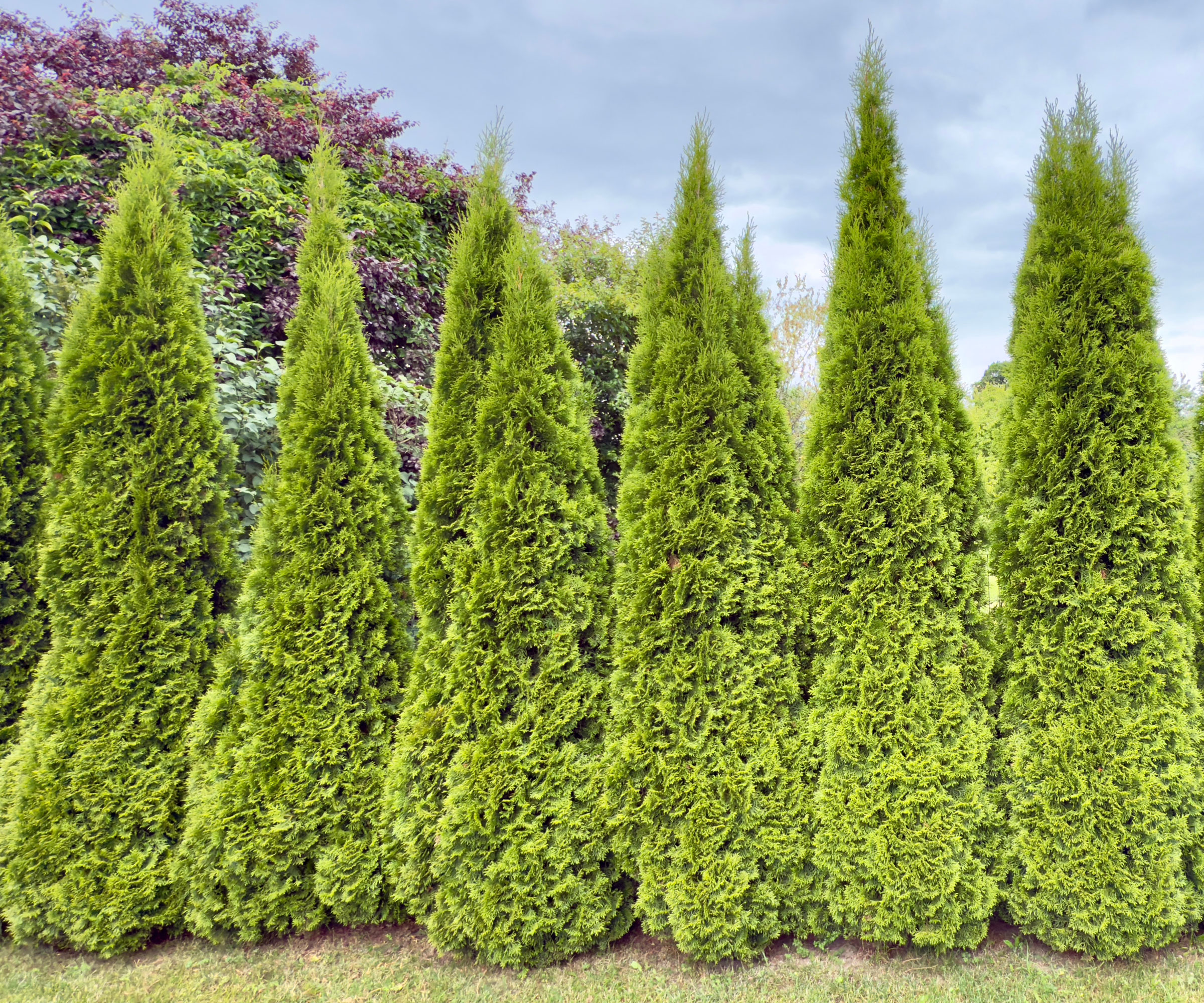 american arborvitae trees growing as green living fence