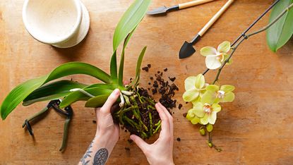 Reviving an orchid by repotting