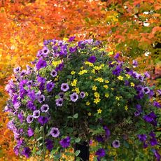 fall hanging baskets of purple and yellow flowers against a backdrop of fall leaves