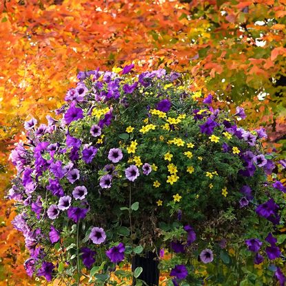 fall hanging baskets of purple and yellow flowers against a backdrop of fall leaves