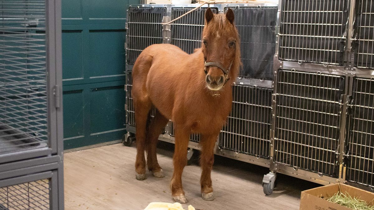 Horse inside animal shelter