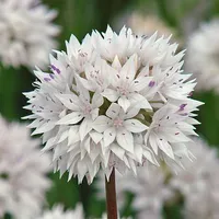 Allium 'Graceful Beauty' at Thompson &amp; Morgan