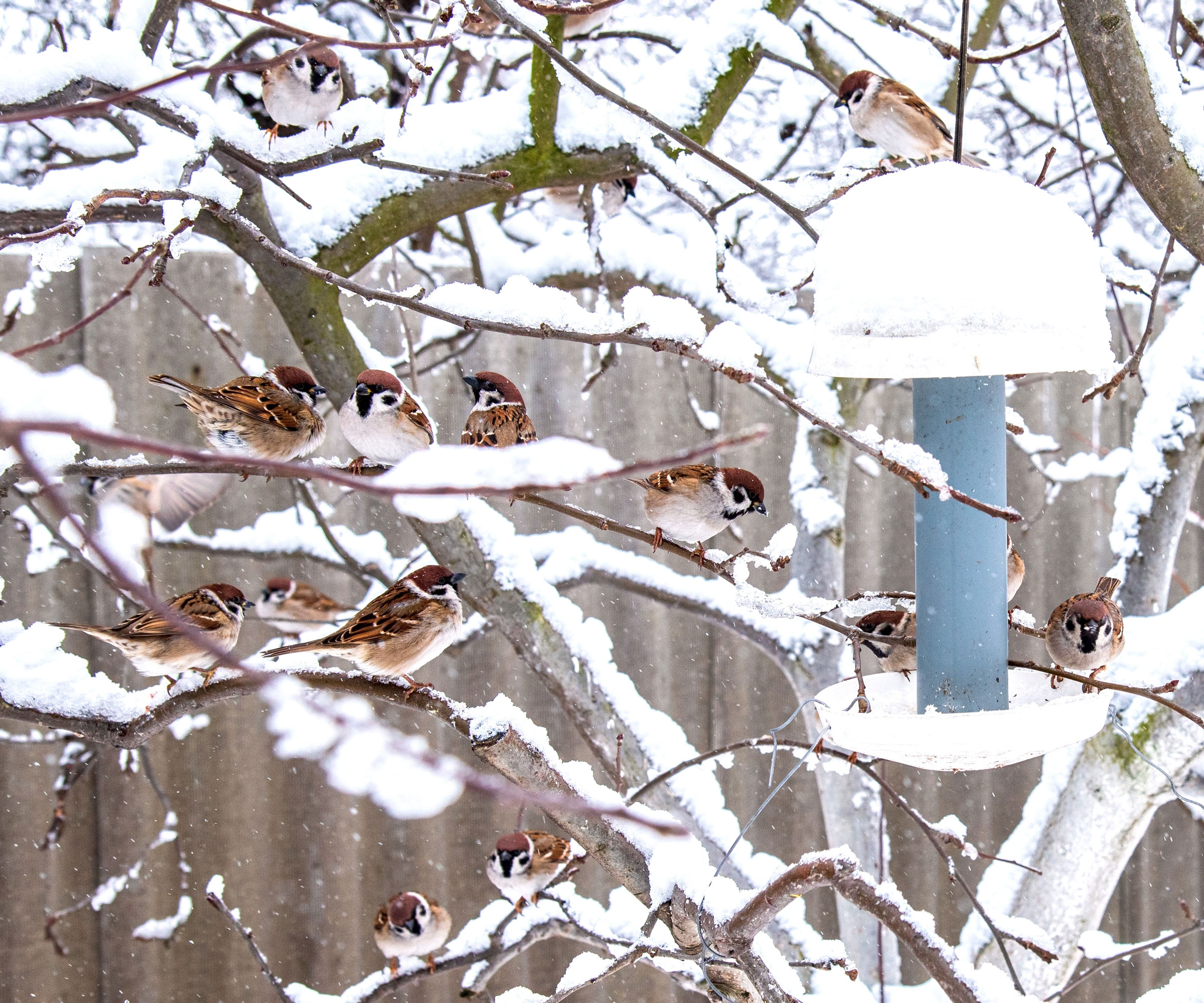 sparrows near tube bird feeder in winter snow