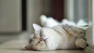 White and grey cat stretching looking calm on the floor