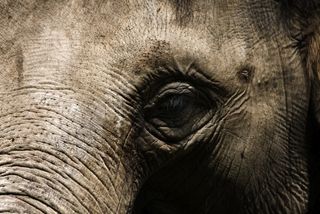 A close-up of an elephant eye.