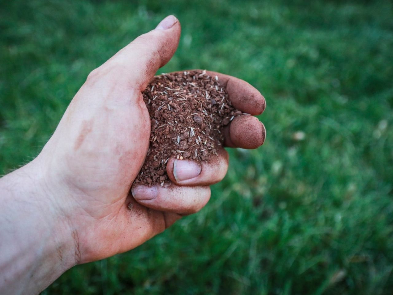 Hand Holding Seeding Over Grass