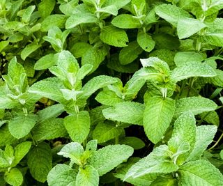 Apple mint growing with green, lush foliage
