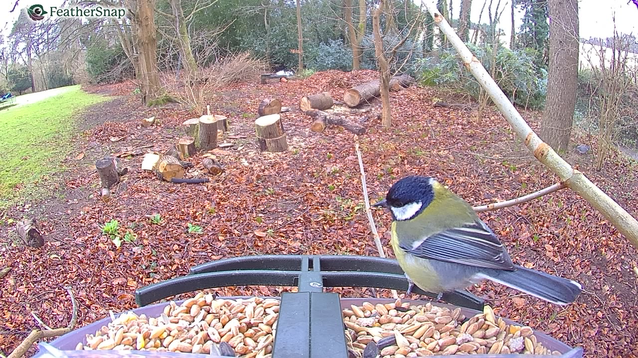 Garden bird on a bird feeder, taken with the FeatherSnap Scout bird feeder camera