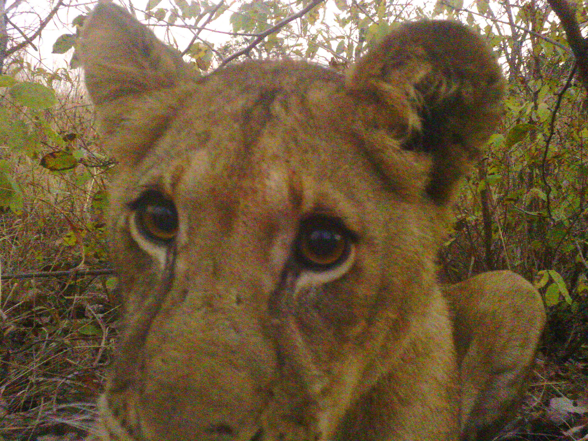 Panthera camera trap footage of lion
