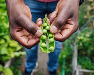 Man holding freshly harvest pea pod