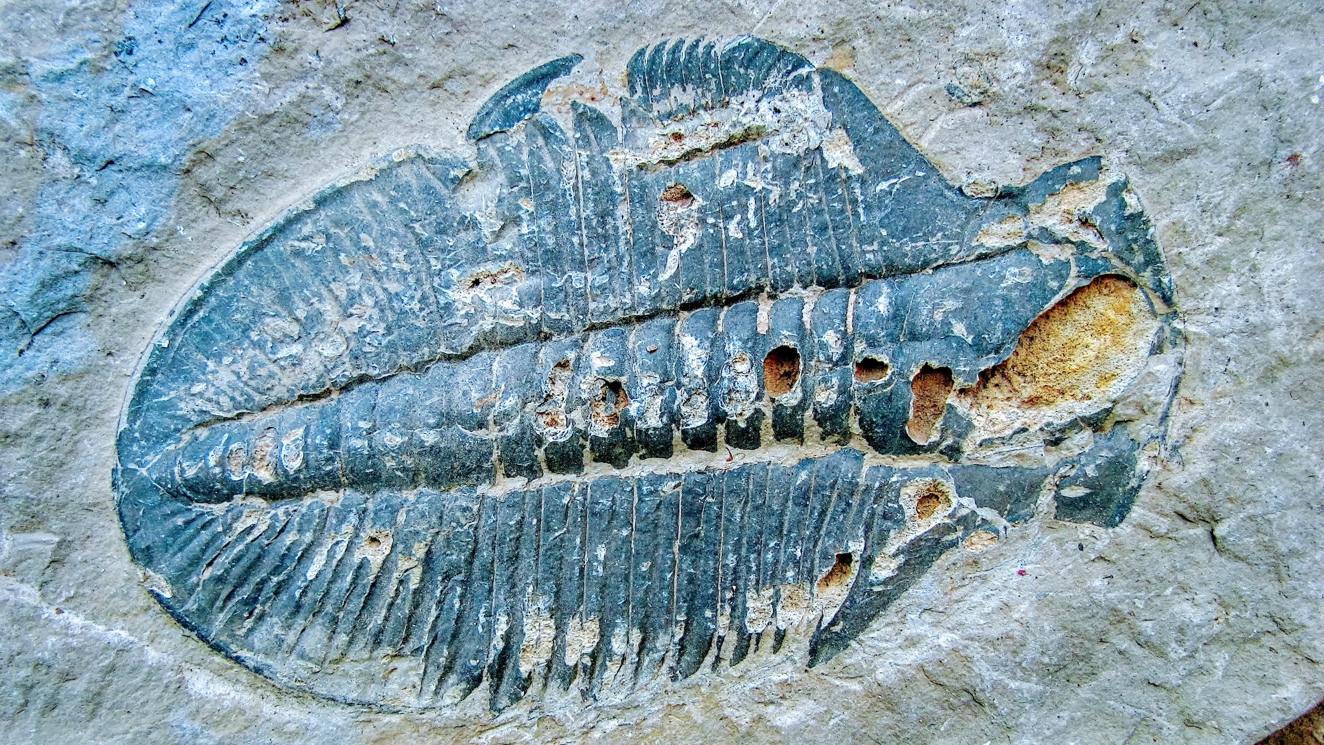 What Was The First Animal On Earth Live Science
