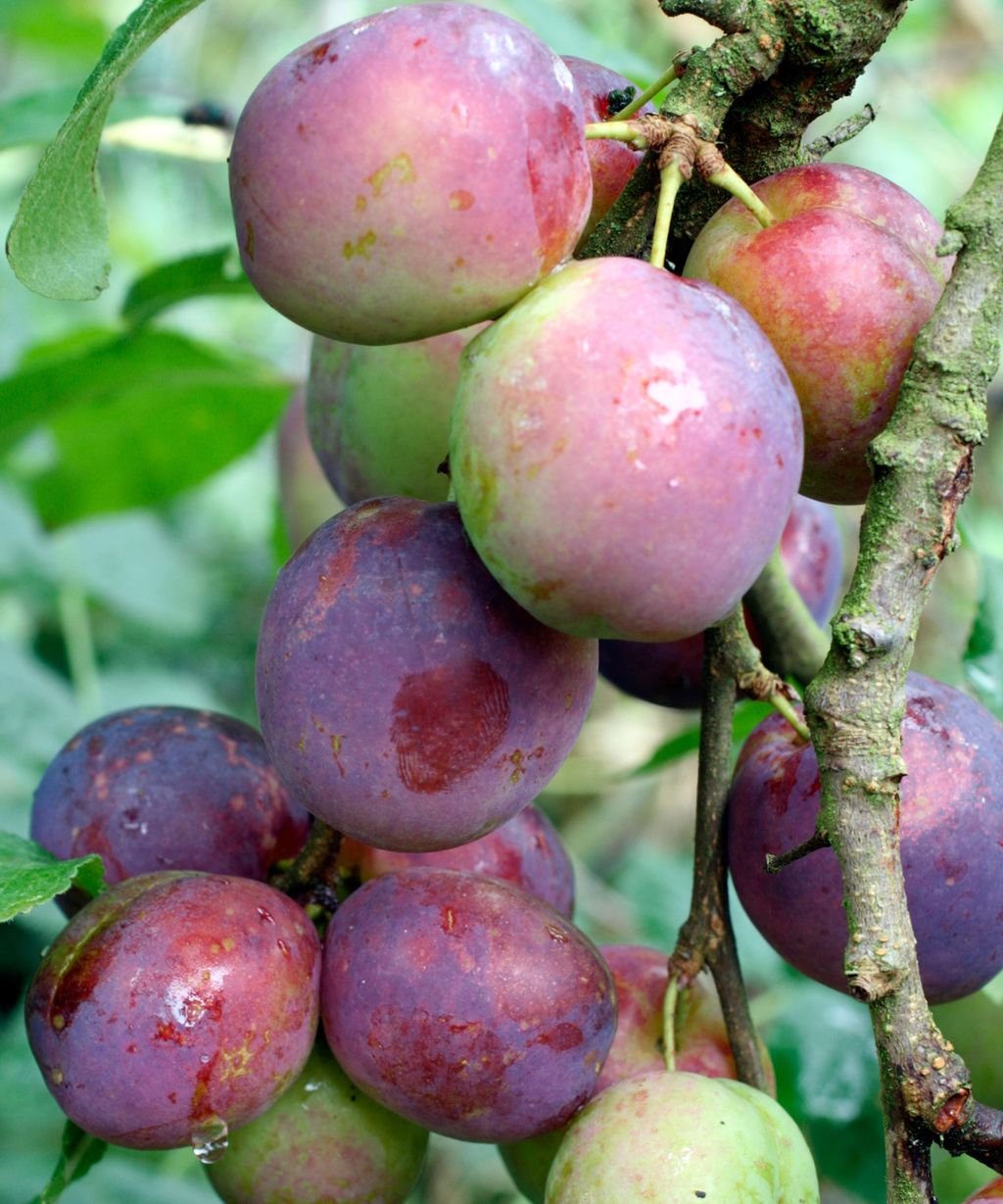 How to grow plums tips on planting, growing and caring for plum trees