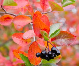 chokeberry shrub in the fall