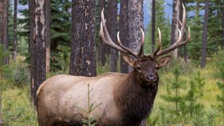 Bull elk at Jasper National Park, Canada