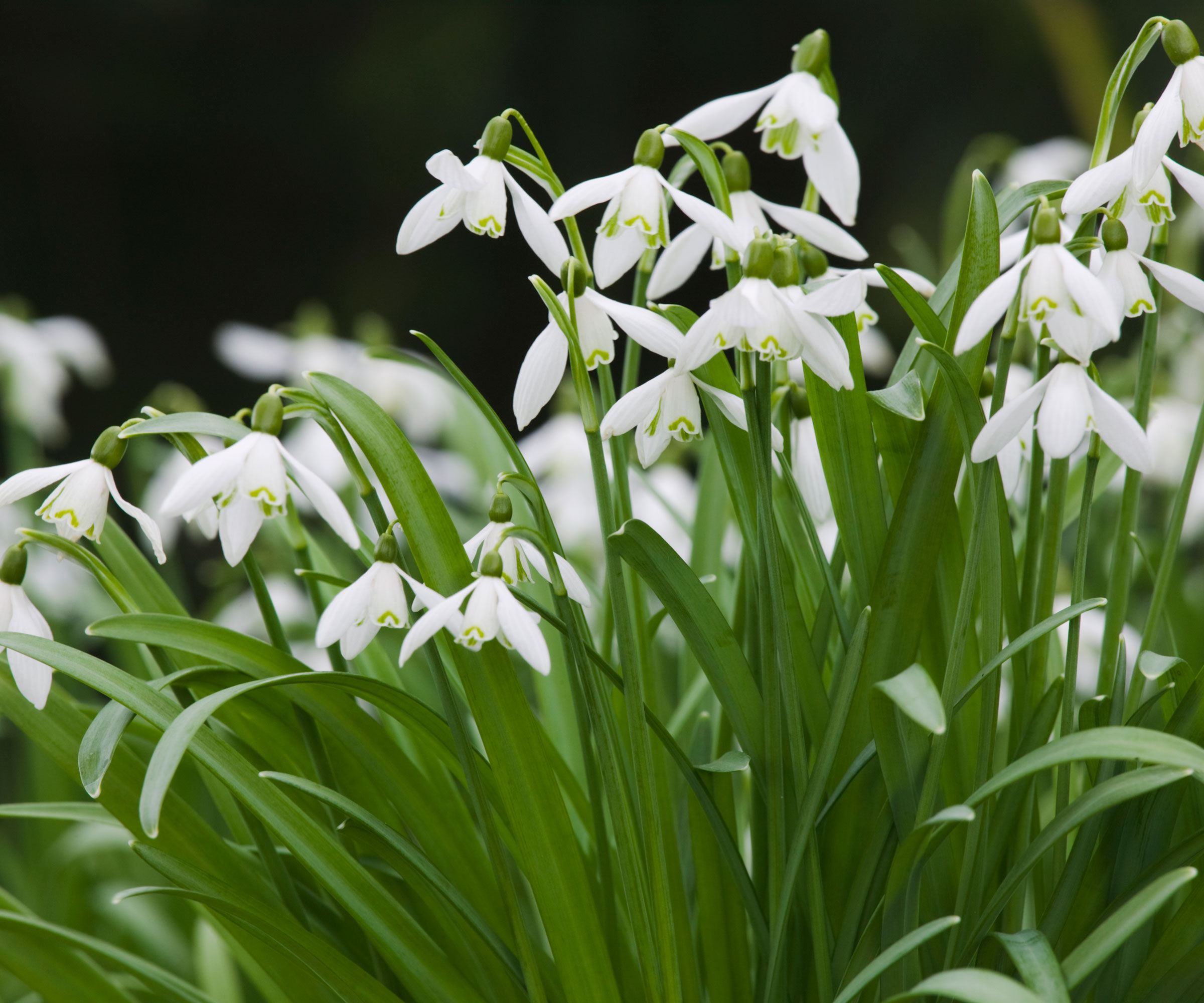 white snowdrop flowers