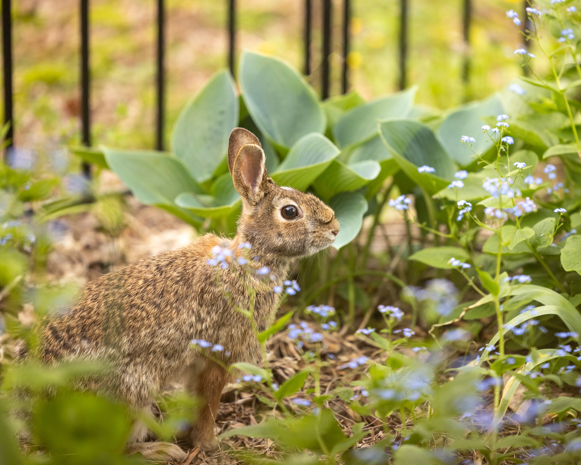 A wild rabbit in a garden filled with foliage and flowers