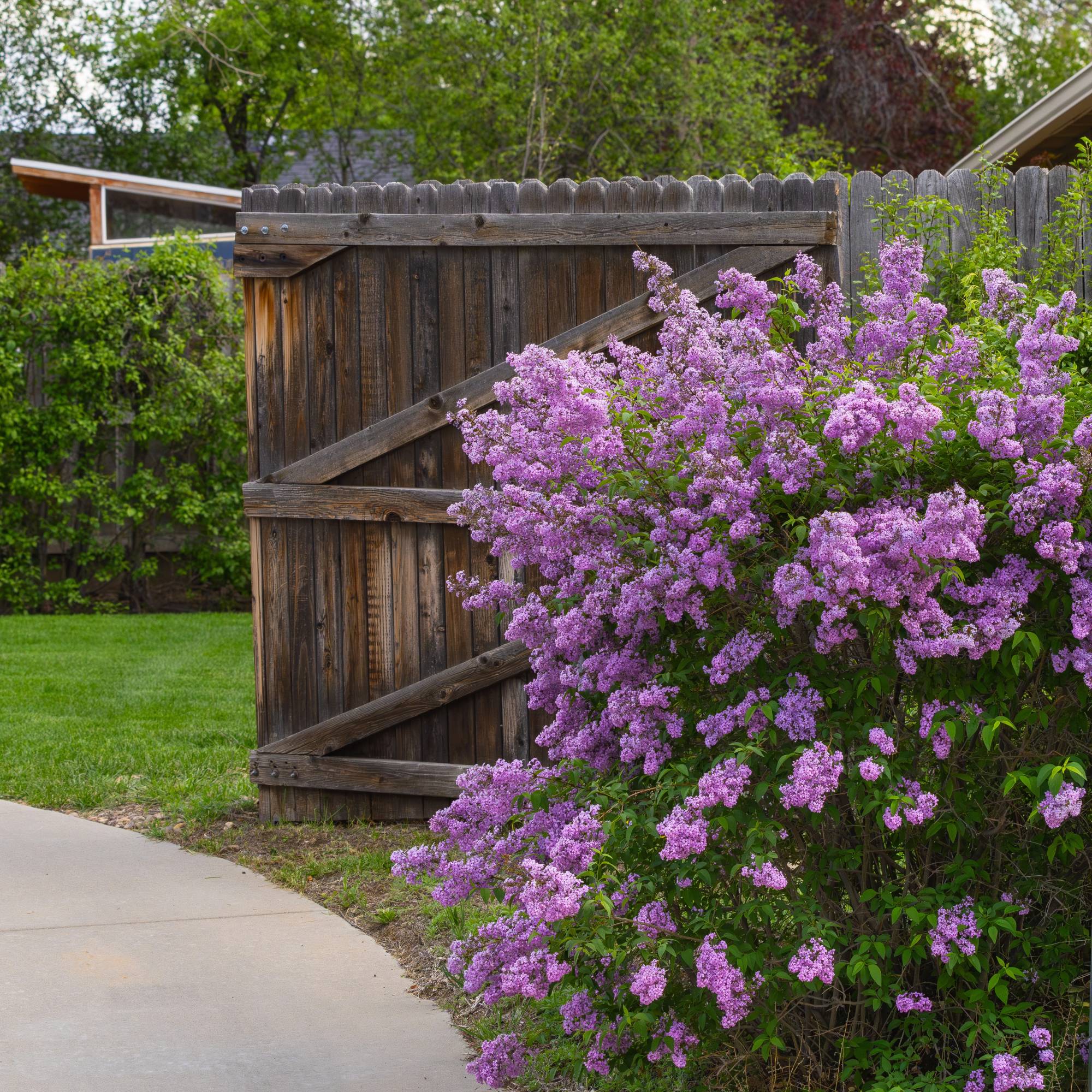 Purple lilac bush next to fence