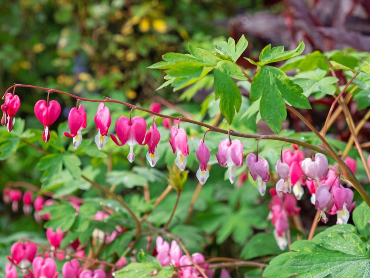 Pink Bleeding Heart Plants