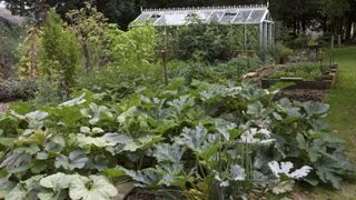 How to grow zucchini in raised beds