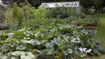 Growing zucchini in raised beds