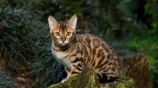 Bengal cat