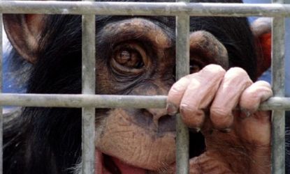 A young chimp awaits its turn in medical experiments: Recent studies found that a majority of retired lab chimps exhibit depression.