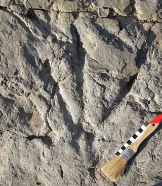 theropod footprint