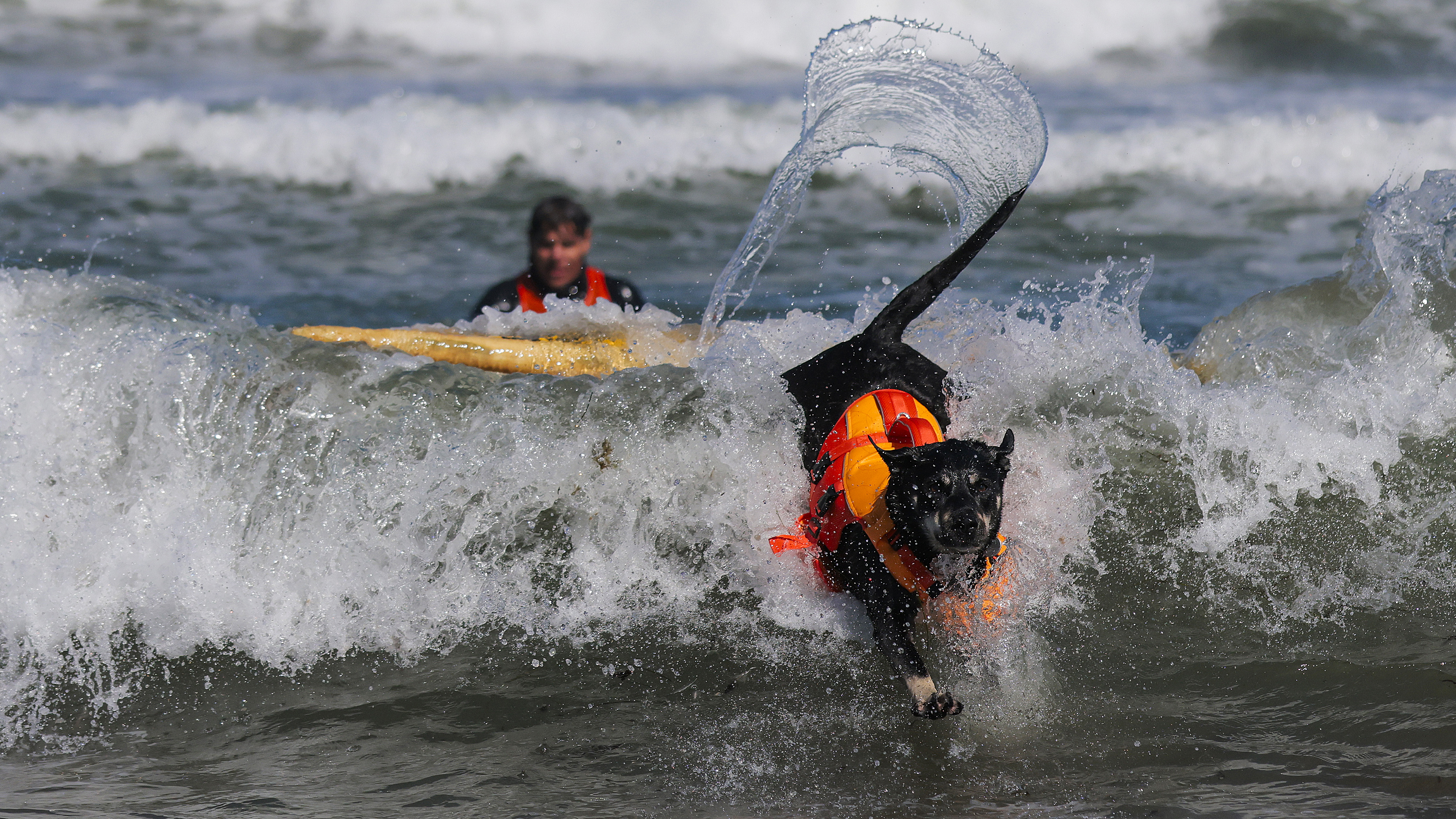 PACIFICA, CALIFORNIA - AUGUST 01: Sally jumps off her board while competing in the World Dog Surfing Championships, rides a wave on August 01, 2026 in Pacifica, California. Over a dozen dogs competed in several categories on Saturday including surfing, stand-up paddle boarding and tandem surfs. (Photo by Heather Diehl/Getty Images)