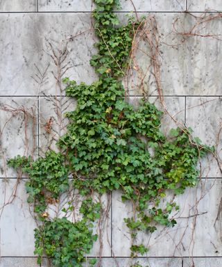 Ivy growing in a garden