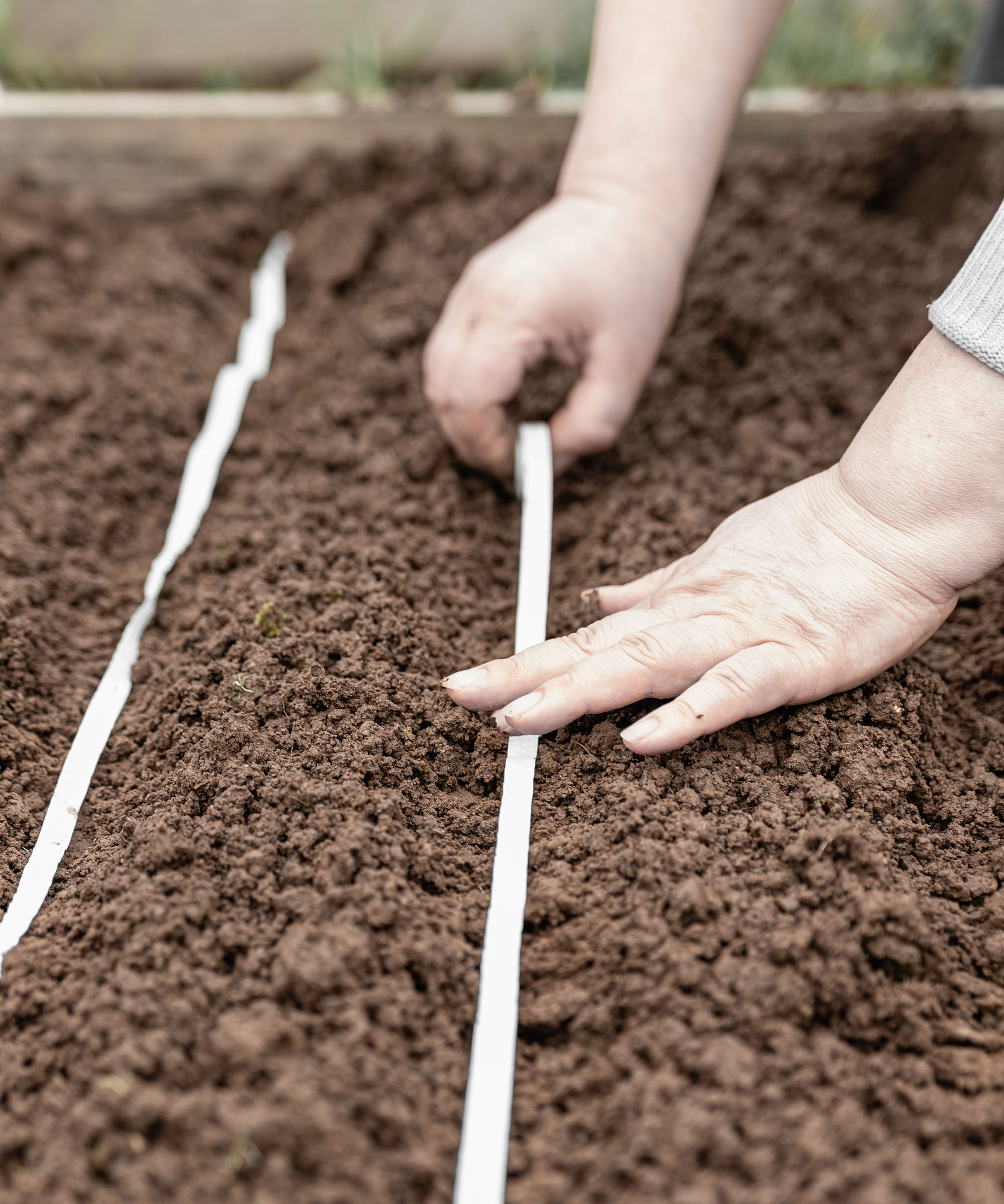 A woman sows carrots into prepared raised beds using seed tape