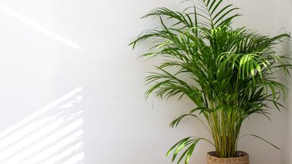 A potted areca palm against a white wall