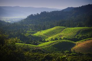 An aerial view of a vineyard in hills in Calistoga, California.