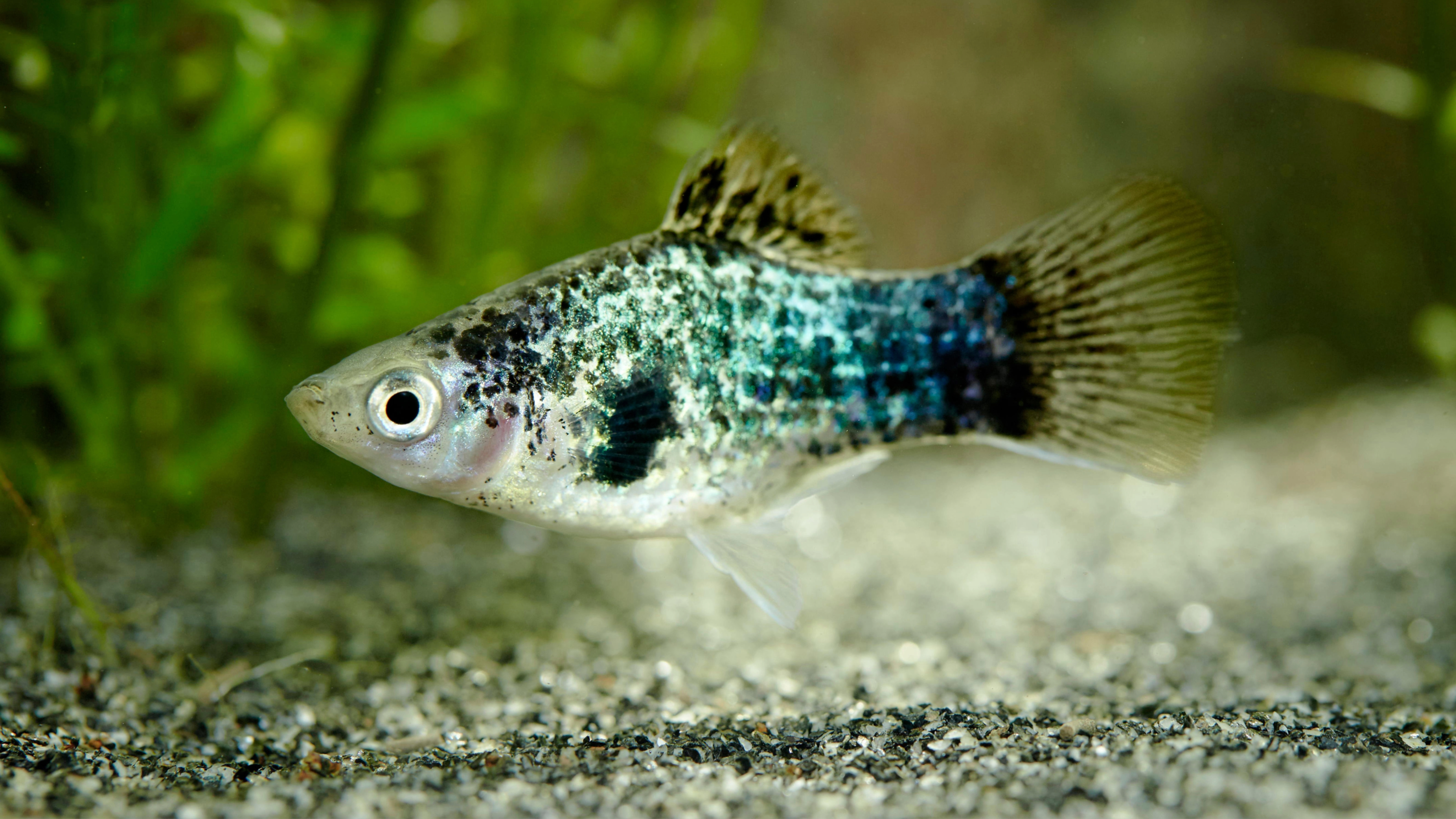 Platy