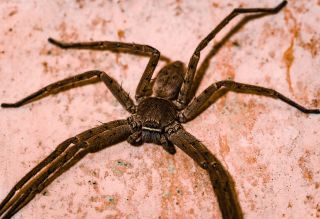 A huntsman spider hanging on a wall