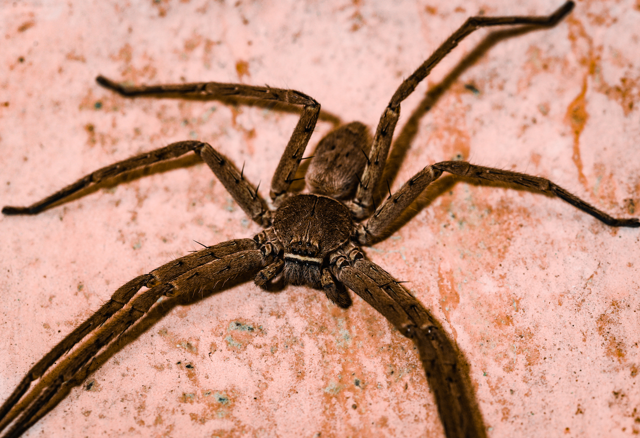 Giant Huntsman Spider The Largest Spider By Leg Span Live Science 5440