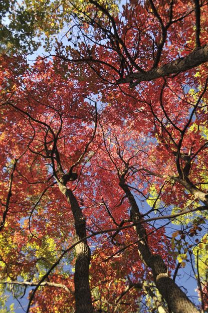 sourwood tree