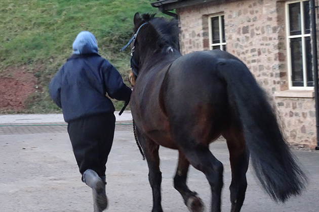 trot-up.jpg