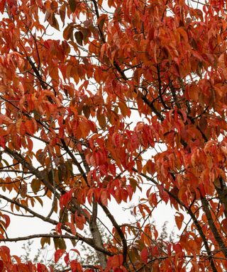 chinese tupelo (Nyssa sinensis) in autumn