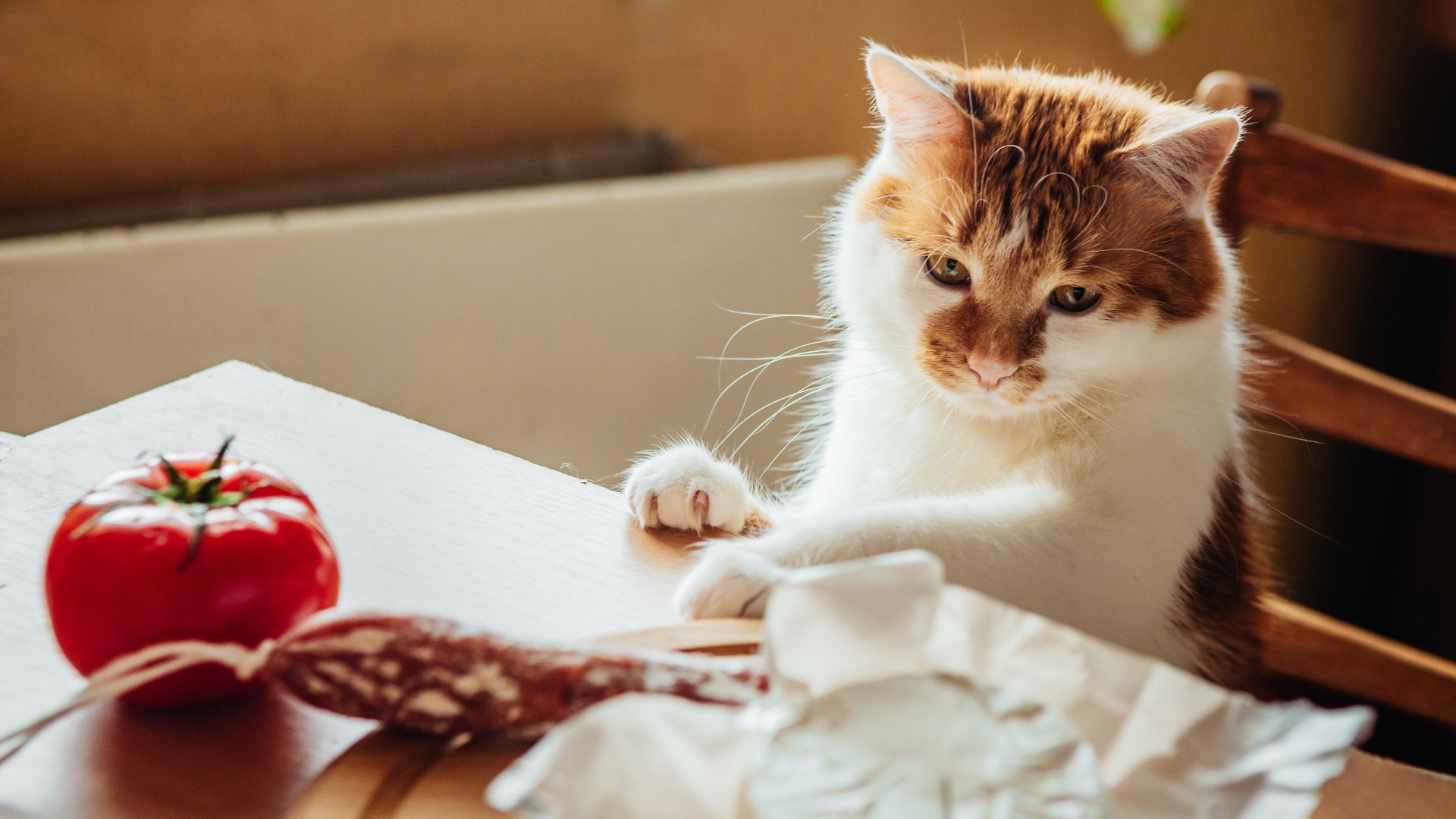 Can cats eat cheese PetsRadar