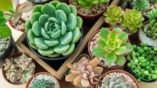 Various succulents in pots from above