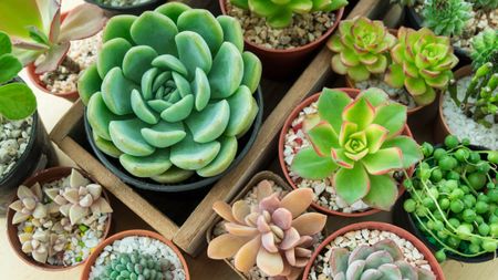 succulents in pots from above