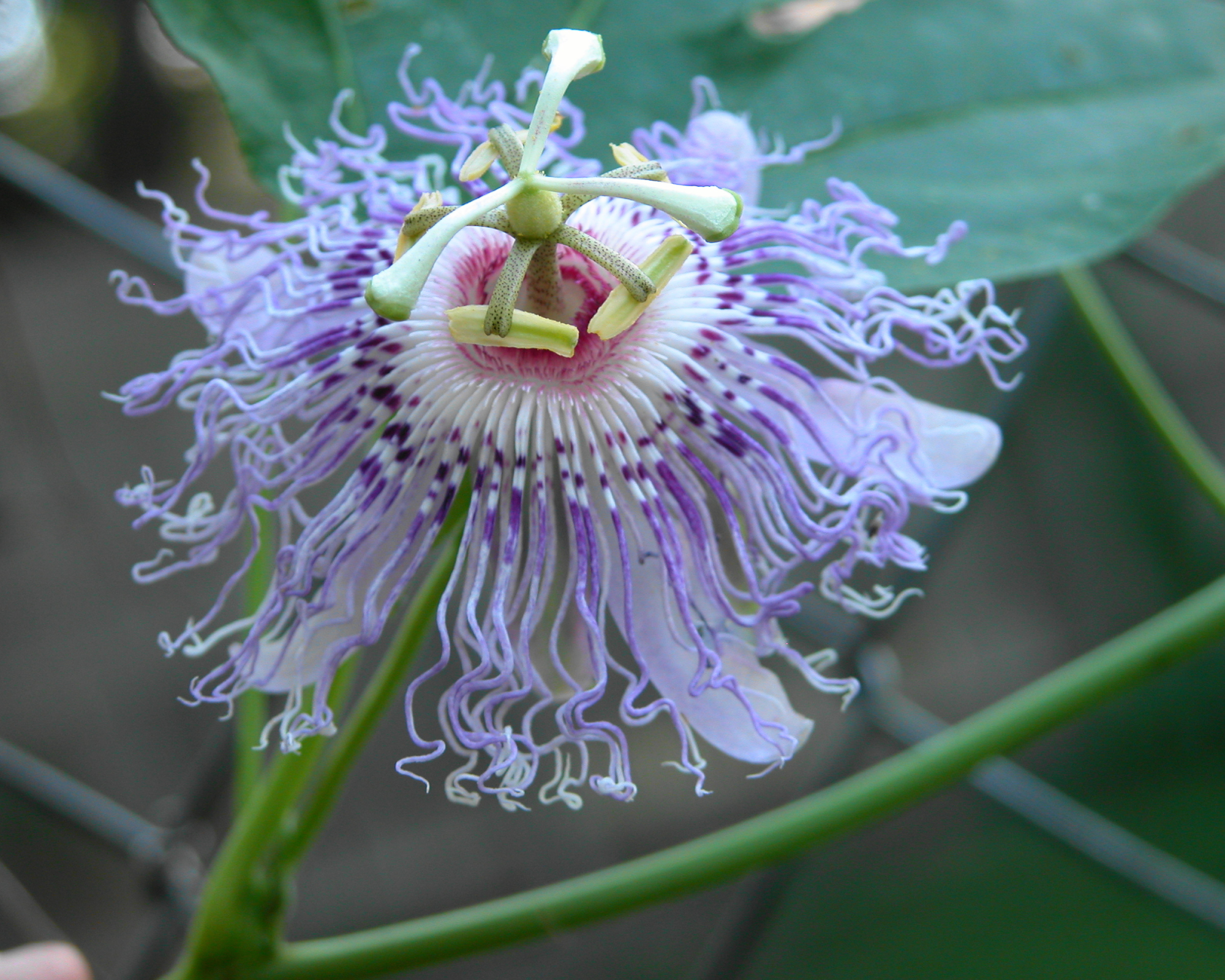 Purple passionflower vine bloom