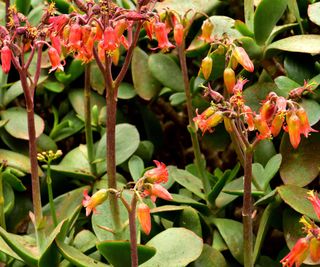 Marnier's kalanchoe showing red flowers