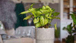 Arrowhead Plant (Syngonium podophyllum) in a grey pot with pebbles, against the backdrop of a living room