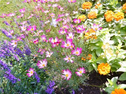 Field Of Pink Orange And Purple Flowers