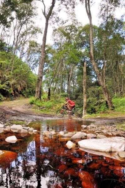 Pieter Seyffert (DCM) in one of the forested sections of the Outeniqua Mountains